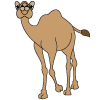 How to draw a cartoon camel